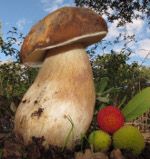 Boletus aereus icono